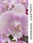 Orchidaceae Commonly Called The ...