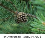Brown mature ripe seed cone of Scots pine, Pinus sylvestris in Nationla park Tara in western Serbia