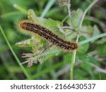 Small photo of Caterpillar of a moth called the ground lackey (latin name: Malacosoma castrensis) in the National park Tara in western Serbia