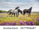 Wild horses running free in the  fields in springtime, Caños de Meca, Cadiz, Andalusia, Spain