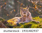 Cute Young Lynx In The Colorful ...
