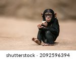 Sitting west african chimpanzee ...