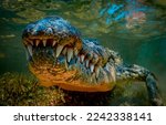 Crocodile teeth underwater....