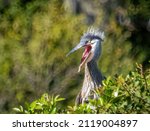 Great Blue Heron chick with mouth open at the Venice Area Audubon Bird Rookery in Venice Florida USA