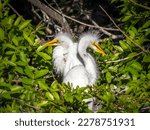 Two Great or American Egret chicks at the Venice Audubon Rookery in Venice Florida USA