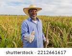 Small photo of Black farmer happy with sugar cane crop making thumbs up with hand and smiling. Brazilian farmer. Sugarcane farm. Positive gesture.