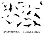 silhouetted osprey birds on... | Shutterstock . vector #1036612027