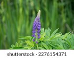 Blooming Purple Lupin On A...