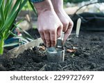 Small photo of Male farmer on a high bed makes holes for planting seedlings. Device for planting bulbous crops daffodils or tulip. Preparation and marking of land for planting plants. Bulb Planter in hand with glove