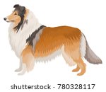 Dog Rough Collie Isolated On...