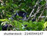 Small photo of Dusky Langur, Spectacled Langur Southern langur The body color is gray, hands, feet black, face dark gray or gray black. The area around the eyes is white. similar to wearing glasses. Phetchaburi.