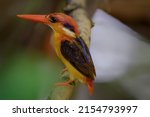 Oriental Dwarf Kingfisher  Ceyx ...