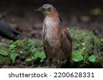 Small photo of Malayan Night Heron (Gorsachius melanolophus) It has a rather thick and short mouth. The body is reddish brown. On the crown there are 2 black hairs on the crown.