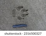 Small photo of Sea wolf pawprint in fine sand with large pocket knife for scale, Catala Island, Nuchatlitz Provincial Park, Vancouver Island, British Columbia
