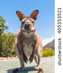 Wallaby  A Kangaroo  Close Up...