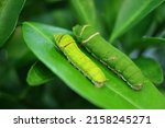 Small photo of An Early 5th Instar Lime Swallowtail Caterpillar with a Late 5th One (Bigger) Resting on the Lime Tree Leaf