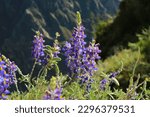 Closeup of Wild Andean Lupine Flowers with Blurry Andean Mountains in the Backdrop, Colca Canyon, Arequipa Region, Peru, South America