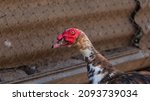 Adult Muscovy Duck In The...