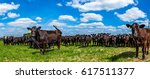 Angus Cattle In A Pasture In...