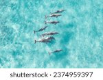 Small photo of View from above of a pod of dolphins enjoying a swim in the ocean