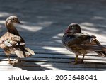 Two Ducks Standing On A Wooden...