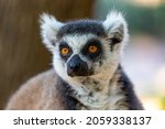 Crowned Lemur  Lemur Catta ...