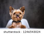 Dog Yorkshire Terrier At The...