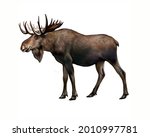 Elk  Alces   Realistic Drawing  ...