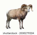 The bighorn sheep (Ovis canadensis), realistic drawing, illustration for the encyclopedia of animals of the mountains of North America, isolated image on a white background
