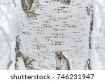 snowy winter with birch tree trunk with bark black and white