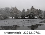Small photo of First snow, first ice, first frost, freezing pond. Wild ducks cower on the ice. Winter is coming. Gray and white background. Frozen trees on the shore complement the winter landscape.