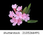 Small photo of Oleander, Sweet Oleander, Rose Bay, Closeup beautiful pink flower bouquet on green leaves isolated on black background. The side of pink blooming flowers bunch.