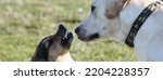 Small photo of Horizontal banner or header with a small dog growls with anger and mistrust towards a labrador that seems quiet.