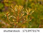 Small photo of Myrica gale is species of flowering plant in genus Myrica, native to northern and Europe and parts of northern North America. Common names include bog-myrtle sweet willow, Dutch myrtle, and sweetgale.