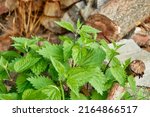 Urtica dioica (Stinging, Common, Giant or European nettle, stinger) is a herbaceous perennial flowering plant in the family Urticaceae.