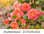 Rosa chinensis, known commonly as China rose, Chinese rose, or Bengal rose, is member of genus Rosa native to Southwest China in Guizhou, Hubei, and Sichuan Provinces.