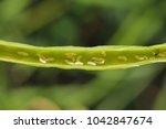 Small photo of Bladder pod midge Dasineura brassicae (formerly Dasyneura) larvae in oilseed rape pod.