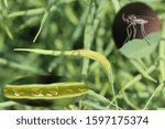 Small photo of Developmental stages of Bladder pod midge Dasineura brassicae (formerly Dasyneura) and oilseed rape plant damage caused by this pest.