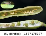 Small photo of Developmental stages of Bladder pod midge Dasineura brassicae (formerly Dasyneura) and oilseed rape plant damage caused by this pest.