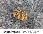 Varied carpet beetle Anthrenus verbasci home and storage pest. The larva of this beetle is a pest of clothes made of natural animal raw materials - leather, wool, hair. Insect on fabric.