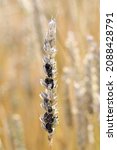 Small photo of Common bunt, or stinking smut and covered smut, is a disease of spring and winter wheats caused by Tilletia tritici and laevis. Grains are filled with herring stink fungus. Significant reduces yields.