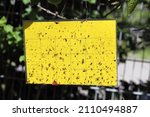 Yellow sticky insect trap  ...
