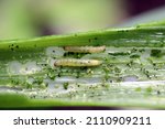 Caterpillars of leek moth or...