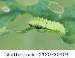Small photo of Larva of Lucerne weevil - Hypera postica on a damaged alfalfa plant. It is a dangerous pest of this crop plant.