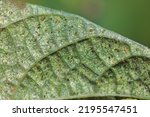 Small photo of Tetranychus urticae (red spider mite or two-spotted spider mite) is a species of plant-feeding mite a pest of many plants. Damage on the bean leaves.