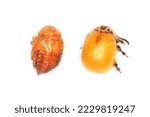 Small photo of Potato Beetle or Colorado potato beetle (Leptinotarsa decemlineata). Young, as yet uncolored beetle and pupa. View from the top. Isolated on white background.