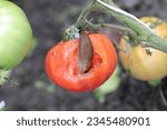 Small photo of A shellless snail, slug (Spanish Slug or Lusitanian Slug, Arion lusitanicus) eating a red tomato in a home garden.