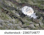 Small photo of Lacewing larva (Neuroptera: Chrysopidae). Hunter of mealy-bugs and other smal insects, dead carcasses of its prey together with its moults and dirt is massed on its body to camouflage.