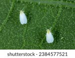 Greenhouse whitefly...