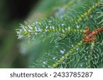 Small photo of Woolly larch aphid or larch adelges (Adelges laricis). Aphids on the shoot of the common spruce tree.